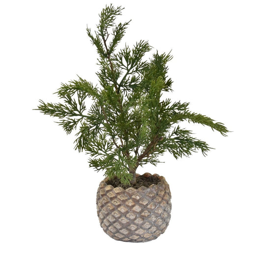 Cedar Seedling in Pine Cone Cement Pot